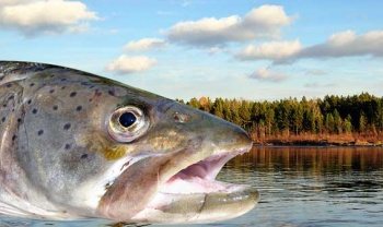 Рыбалка на тайменя Рыбалка на тайменя